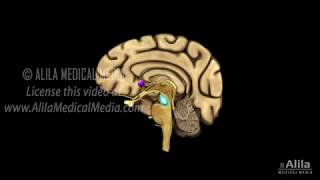 Neuroscience Basics Dopamine Reward Pathway Animation [upl. by Aneram]