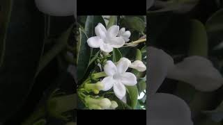 Jasmine Stephanotisfloribundabeautiful flower vine fragrant blooms garden love gardening [upl. by Nnaylloh]