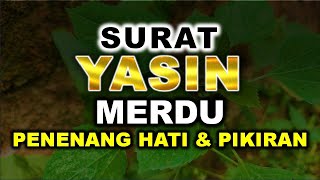 MUROTTAL ALQURAN MERDU SURAT YASIN MERDU MENYENTUH HATI MUROTTAL ALQURAN PENENANG HATI DAN PIKIRAN [upl. by Eiveneg706]