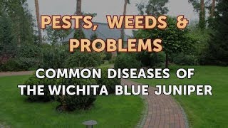 Common Diseases of the Wichita Blue Juniper [upl. by Nahtad]