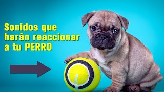 Sonidos que harán reaccionar a tu Perro  Pruébalo ahora [upl. by Ringe936]