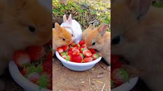 BUNNIES EAT BERRIES ❤️ [upl. by Boj]