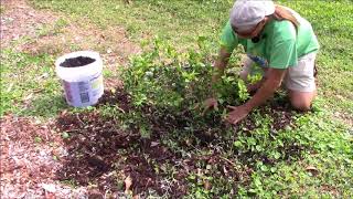 Top Dressing with BioChar [upl. by Epilef]