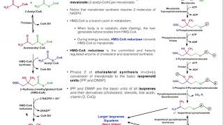 Cholesterol Biosynthesis  Stages 1 amp 2 Generating Isoprenoids DMAP and IPP [upl. by Tiebout]