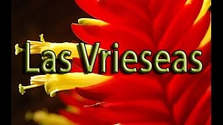 Bromelia Vriesea [upl. by Esilana]