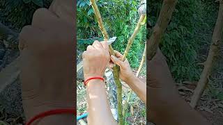 A111 Grafting fruit trees techniques grafting lemon wedges shorts easy YouTube youtubeshorts [upl. by Fielding]