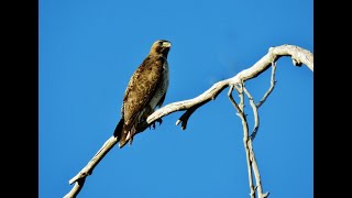 Redtailed Hawk Takes Flight [upl. by Eibocaj146]