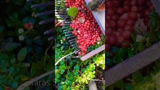 Lingonberry picking in Sweden harvesting berry cranberries lingonberry fruits [upl. by Scotti]