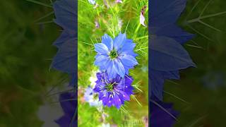 Nigella Damascena flowers shortsnaturetrending [upl. by Bainbrudge504]