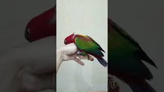 Lorikeet birdsshortvideo parrot birds youtubeshort [upl. by Gaye]