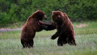 T2E Katmai Bear Fight [upl. by Ailaro]