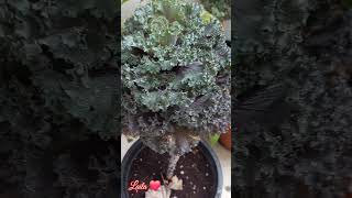 Ornamental Cabbage brassica oleracea shorts plants dubailife [upl. by Shaine]