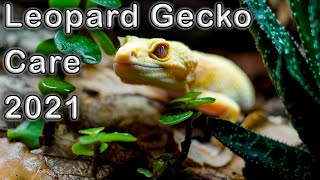 Leopard Gecko Complete Care Guide 2021 [upl. by Ahcsat269]