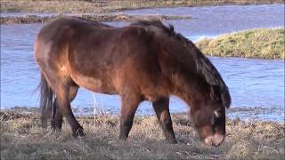 Exmoor Ponies [upl. by Eannej]