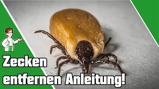 Zecken entfernen  Anleitung und Erklärung 🕷 [upl. by Akira]