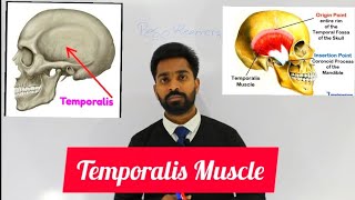 Temporalis muscle super easy lecture [upl. by Marlene]