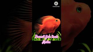 Parrot fish tank mates shorts trending fish [upl. by Hollander]