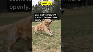 cat vs dog  territory shorts factsaboutcats factsaboutdogs catloversociety funnycatvideos [upl. by Ipoillak592]