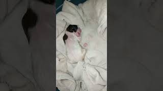 newborn puppy crying  newborn puppy care [upl. by Wickman]