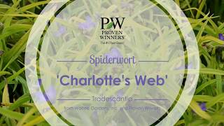 Charlottes Web Spiderwort  Walters Gardens [upl. by Brietta]