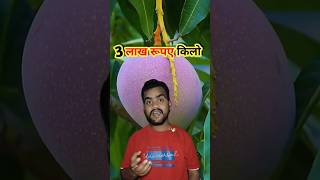 1 किलो आम की कीमत 3 लाख रूपये mango miyazaki japan fruit aam shocking viral shorts former [upl. by Aileen]