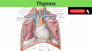 Thymus  Situation Relations  Microscopic Structure Haemothymic Barrier Function Clinical Anat [upl. by Octavia]