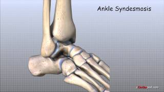 Ankle Anatomy Animated Tutorial [upl. by Lothaire]