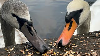 Swan Cob Aggressively Biting Me Feeding Session With The Family John amp Alexa 31 October 2024 [upl. by Hegyera346]