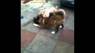 Akita vs german shepherd play fight [upl. by Allare]