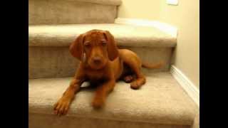 Vocal Puppy Vizsla at 10 weeks [upl. by Faludi]