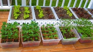 How to start a Container Garden from Seed Easy STEP by STEP grow vegetables plant organic [upl. by Nosnar]