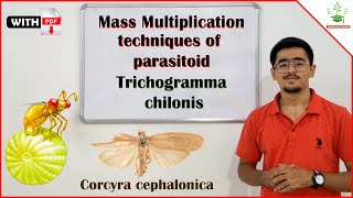 Mass Multiplication Technique of Parasitoids  Trichogramma chilonis amp Corcyra cephalonica [upl. by Marne561]