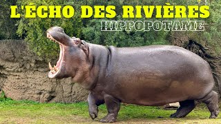 Le Cri Impressionnant du Hippopotame  Le Bruit du Hippopotame [upl. by Imoyn]