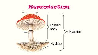 Fungi  Mycelium Hyphae and its types [upl. by Haneen761]