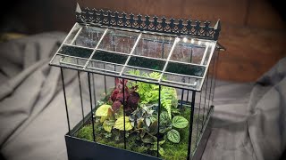 Wardian case terrarium update [upl. by Kurys]