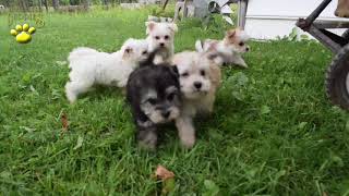 Morkie Puppies [upl. by Schaefer]