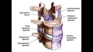 Anatomy of the Intertransverse ligaments of the vertebral column [upl. by Nodnrb]