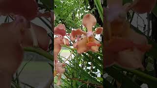 shortvideos orchid flowerGood morning 🌅❣️ [upl. by Eri]