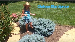 Globosa Blue Spruce plant of the week [upl. by Naujej]