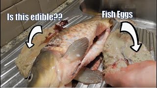 Can You Eat Carp Fish Eggs  Deep Fried fish eggs [upl. by Enywtna981]