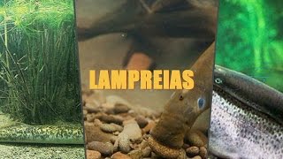 LAMPREIAS [upl. by Weinstein]