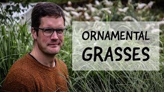 Ornamental Grasses grasses structuralplanting gardening [upl. by Borer]