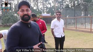 India’s Biggest German Shepherd Dog Kennel Ajit Villa’s Kennel Farm Setup Tour Amritsar Punjab India [upl. by Ansel]