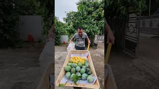 Hasil Metik Buah mangga Thailand Chokkanan dan Chokbabun mangga manggathailand manggajumbo [upl. by Edivad410]