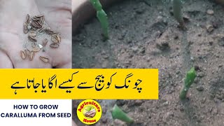 How to Grow Caralluma from seed Growing caralluma from seed [upl. by Rebmat995]