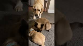 Cat comforts crying puppy while mom takes a break [upl. by Lawford]