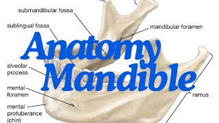 Complete anatomy of the mandible EASIER THAN EXPECTED [upl. by Akeinahs]