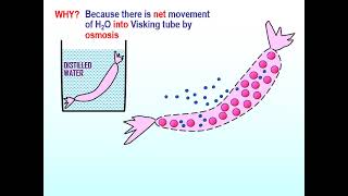 Diffusion Osmosis Active Transport Review [upl. by Cecelia]