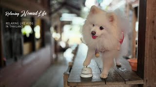 Relaxing Walk through Old Canal Market in Thai Bang Kok Cat Boat Tours Traditional Market Tour [upl. by Leissam]