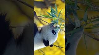 Giant Panda Ailuropoda melanoleuca in Bear Family Ursidae  Observed in Description [upl. by Andriette74]